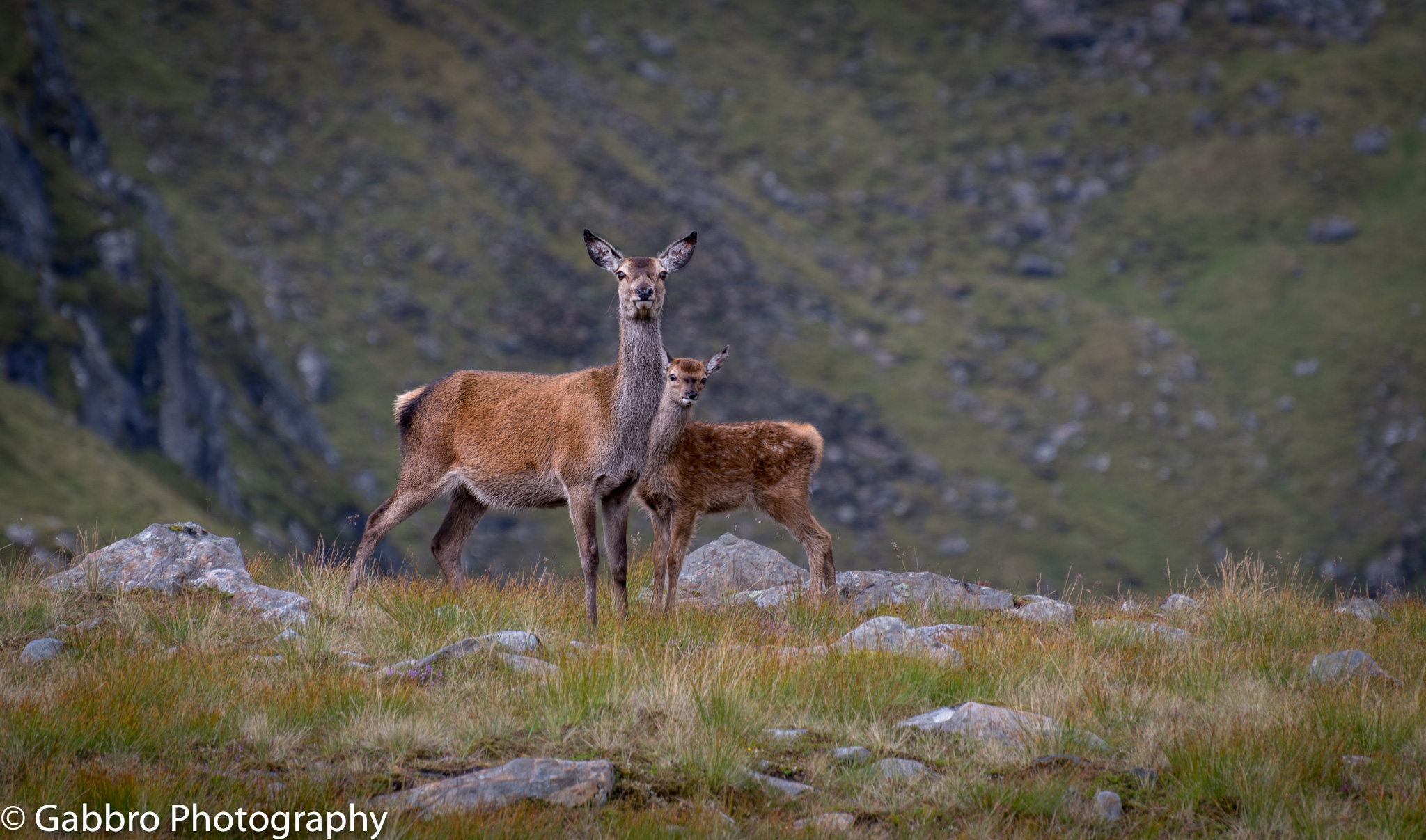 A deer and her calf among the deer grass on Meallan Odhair in the Kintail mountains of the north west highlands