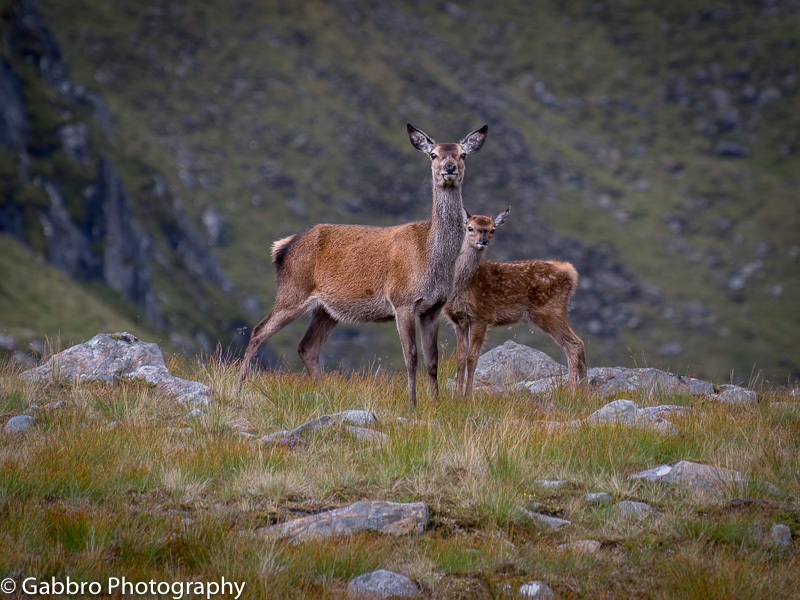 A deer and her calf among the deer grass on Meallan Odhair in the Kintail mountains of the north west highlands